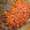 Buceo - profundidades de Elba